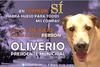 Un usuario de Facebook lanzó la campaña del perro Oliverio.