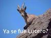 Con humor, tuiteros han arremetido contra Lucero.