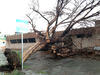 En Torreón se registró la caída de 6 árboles y un espectacular.