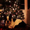 El hogar de Madonna ya tiene ambiente navideño según se puede ver en una foto que compartió de su mascota.