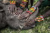 La imagen "Salvando a los grandes animales de África - rinoceronte huérfano" de la estadounidense Ami Vitale ganó el segundo premio en la categoría individual de Naturaleza.