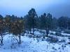 Usuarios de las redes sociales han compartido fotografías de la nieve en Arteaga.