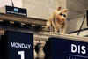 Miss Piggy hizo una aparición sorpresa en Wall Street.