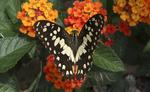 Una mariposa de la cal (Papilio demoleus) chupa el néctar con su trompa, que actúa como una paja de alimentación, de un arbusto Lantana camara floración en Khao Yai. Tailandia tiene más de 1.000 especies de mariposas.