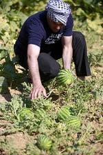 Un agricultor palestino cosecha sandía en su jardín en la ciudad cisjordana de Hebrón.