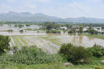 Se 'come' cultivos. Algunas cosechas de Ciudad Juárez, Durango, ya fueron alcanzadas por la avenida del río Nazas.