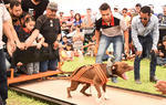 Decenas de perros de diferentes razas y un gran número de espectadores se dieron cita al AH Laguna Fest - ABKC.