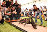 Se contó con la asistencia de clubes caninos y propietarios independientes procedentes de ciudades como Mazatlán, Monclova, Saltillo, Durango, Monterrey, entre otras.