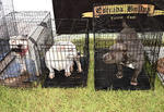 Se montaron stands dotados de jaulas de viaje y pequeños corrales en los que fueron ubicados los perros para que los asistentes pudieran tomarse fotografías