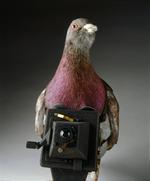 WASHINGTON (ESTADOS UNIDOS).- Fotografía facilitada por el Museo Internacional de Espías en Washington, Estados Unidos que muestra una paloma usada para tomar fotografías de la I Guerra Mundial. EFE