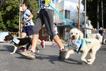 Todo un éxito resultó la segunda edición de la carrera - convivencia atlética 2 K Canrrera, celebrada ayer en el popular Paseo Colón, a beneficio del albergue de perros "Ama", ubicado en Ciudad Lerdo, Durango.