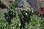 A través de una denuncia anónima, efectivos de la Décima Zona Militar localizaron 21 plantíos de amapola en una superficie de 16 hectáreas, en el municipio de Indé.