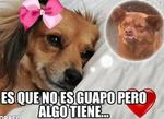 Chilaquil, un tipazo..., Chilaquil, el perro más gracioso del internet