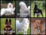 Las comparaciones nunca son buenas, pero..., Chilaquil, el perro más gracioso del internet
