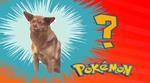 ¡Claro!, Chilaquil, el perro más gracioso del internet