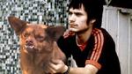 El Chilaquil es aclamado en el medio artístico., Chilaquil, el perro más gracioso del internet