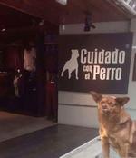 Y hasta ya "usaron" su imagen para una famosa marca de ropa., Chilaquil, el perro más gracioso del internet