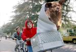 El Chilaquil es tan famoso que ya incursionó en el cine., Chilaquil, el perro más gracioso del internet