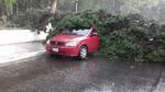Imagen de la base del árbol que cayó sobre el auto a fuera de la Escuela Anexa a la Normal.