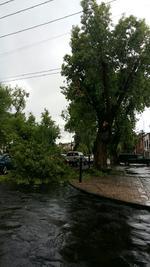 Un árbol cayó sobre la cinta asfaltica en la esquina que conforman el bulevar Dolores del Río y calle Independencia, sin lesionados.