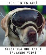 Frida es una perrita de raza labrador que pertenece a la Unidad Canina de la Secretaría de Marina de México.
