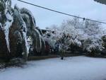 Árboles en Tlahualilo cubiertos por nieve.
