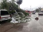 La nieve derribó árboles y dos domos en Tlahualilo.
