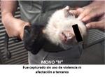 El funcionario federal añadió: “En estos momentos en el Zoológico de Chapultepec el mono Capuchino es revisado por médicos veterinarios”.