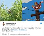 Luego de que Rafael Pacchiano, titular de la Secretaría de Medio Ambiente y Recursos Naturales (Semarnat) informara sobre la captura de un mono capuchino que generó un operativo que duró 14 días en Ciudad de México, las redes estallaron en memes.
