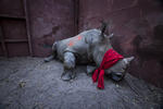 Por el fotógrafo Neil Aldrige, ganador del primer premio de la categoría "Environment - Singles". Muestra a un joven rinoceronte blanco del sur, drogado y con los ojos vendados, a punto de ser liberado en la naturaleza en el delta del Okavango, Botsuana