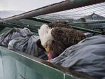 Por el fotógrafo Corey Arnold, ganador del primer premio de la categoría "Nature - Singles". Un águila calva mientras se deleita con restos de carne en los contenedores de basura de un supermercado en Dutch Harbor, Alaska.