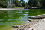 Mueren cientos de peces en lago del Parque Fundadores