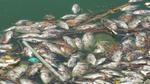 Cientos de peces muertos quedaron en contenedores de basura rodeados por gran cantidad de moscas verdes.