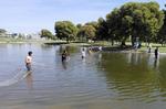 La Procuraduría Federal de Protección al Medio Ambiente en coordinación con dependencias municipales y de la Universidad Juárez del Estado de Durango logró la captura de un caimán dentro de uno de los lagos del Club Campestre Torreón.