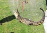 Profepa captura caimán en lago de club privado de Torreón
