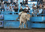 Después de 20 emocionantes montas de toro, en la categoría Mayor, el primer lugar se lo llevó Ricardo Gonzalez, de Chihuahua, quien demostró su talento.