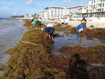 Los trabajadores recogen toneladas de las algas y las colocan en carretillas o las depositan en camiones, pero así como lo retiran, llega hasta la orilla o se mantiene suspendido sobre el agua a la espera de tocar la costa.