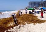 Las cuadrillas dedicadas a la recolección del sargazo acumulan de las orillas de las playas 124 mil 030 metros cúbicos de algas.