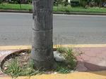 Camellón del bulevar Dolores del Río. Prácticamente todas las palmeras que está ahí tienen basura, urge acudir a limpiarlas. (EL SIGLO DE DURANGO)