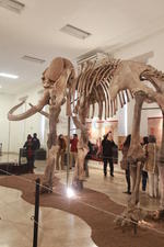 La exhibición del esqueleto de mamut estará hasta el mes de marzo en el CCB en horario de 10 de la mañana hasta las 17 horas de martes a domingo.