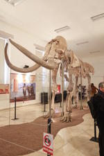 Entre otras piezas se han rescatado defensas, fémur y pelvis de mamut, además de huesos de gonfoterio, bisonte, caballo y camello, prehistóricos.