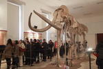 El mamut, del cual su esqueleto está en exhibición, se prevé que tenía un peso de entre ocho y 10 toneladas y una edad de aproximadamente 20 años por lo que era un mamut adulto joven.