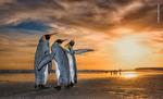 Pingüinos, por Win Van Den Heever Bence.