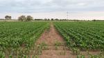Dentro del plan de riego para este Ciclo Agrícola 2018-2019, en lo que corresponde a alfalfa, será una superficie de 5 mil hectáreas, y de nogales de 6 mil, el algodón es el cultivo rector, con 15 mil.