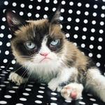 Muere Grumpy, el famoso gato de los memes