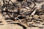 Un lagarto de cola de cebra se guarece en la sombra de varias ramas secas en las dunas de Mesquite.