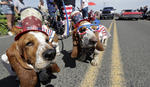 Fourth of July

Bassett Hounds owned by Jenny Neuburger take part in a Fourth of July parade, Thursday, July 4, 2019, in Johnson, Wash. The community parade, which draws thousands of people each year to the tiny farming community in Eastern Washington, has been an annual tradition since 1967. (AP Photo/Ted S. Warren)