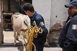 Se informó que la vaca fue liberada en Garabitos, de donde se identificó la marca de sus fierros de herrar.