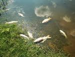 La mortandad de peces se encontró en un río, que pasa por el lugar antes mencionado.