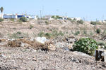 Contenedor de desechos. El lecho seco del Río Nazas es un gran contenedor de desechos por parte de la ciudadanía, sin que se realicen acciones de limpieza.